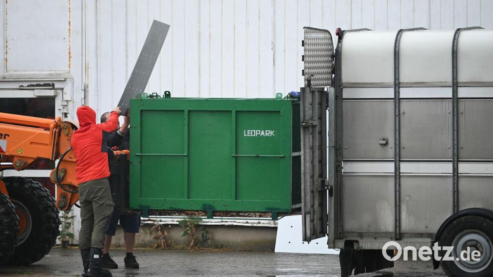 Sechs Tiger aus der privaten Anlage bei Leipzig wurden inzwischen nach Spanien gebracht. Archivbild: Heiko Rebsch/dpa