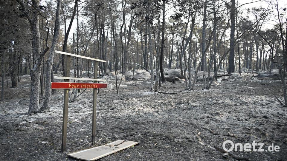 Über 2.000 Hektar Flüche wurden durch den Brand im Wald von Fontainebleau bereits zerstört. Bild: Emma Da Silva/AP/dpa