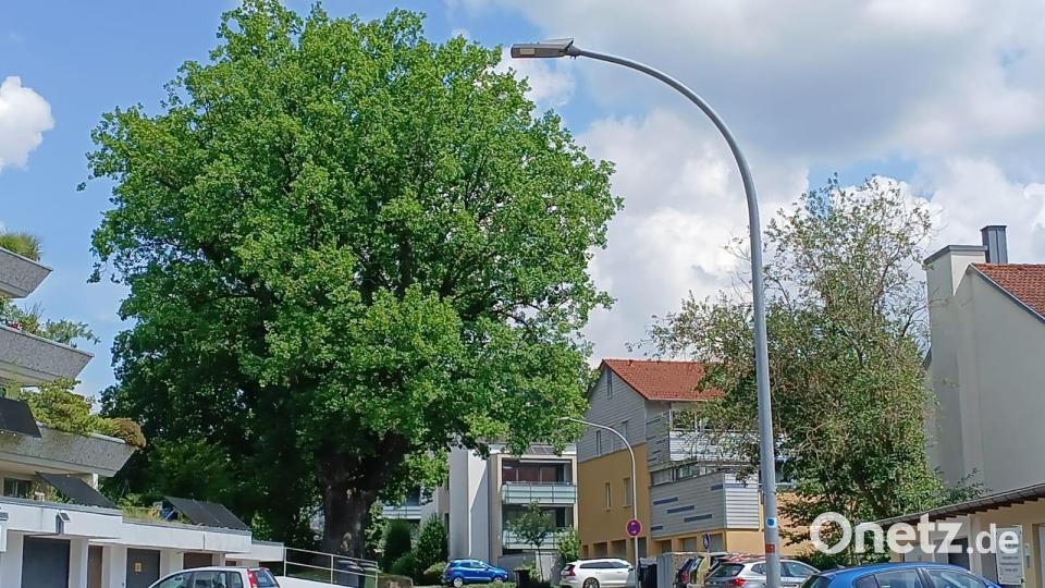 Wegen Baumschnittarbeiten an dem Naturdenkmal ist die Jahnstraße in Amberg im Einmündungsbereich zur Theodor-Heuss-Straße ab Montag gesperrt. Bild: Thomas Penzkofer