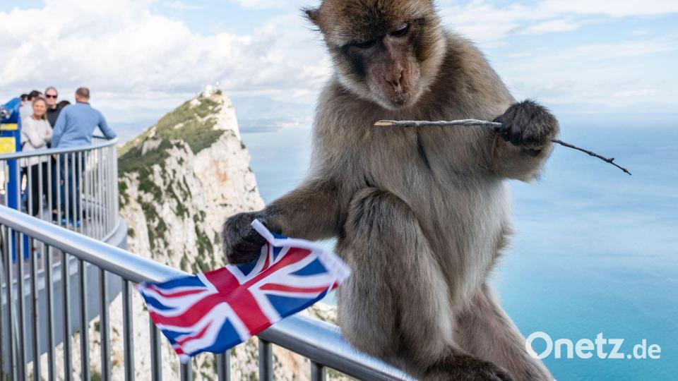 Der Felsen von Gibraltar ist für seine Affen bekannt. (Archivfoto) Bild: Frank Rumpenhorst/dpa