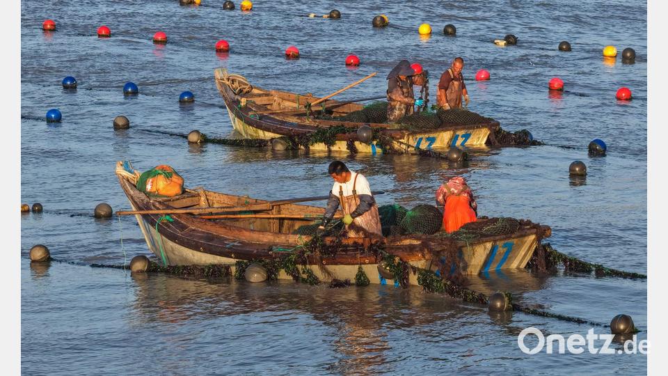 Arbeiter pflanzen Seetang in einer Aquakultur-Farm in China. Bild: Li Xinjun/XinHua/dpa