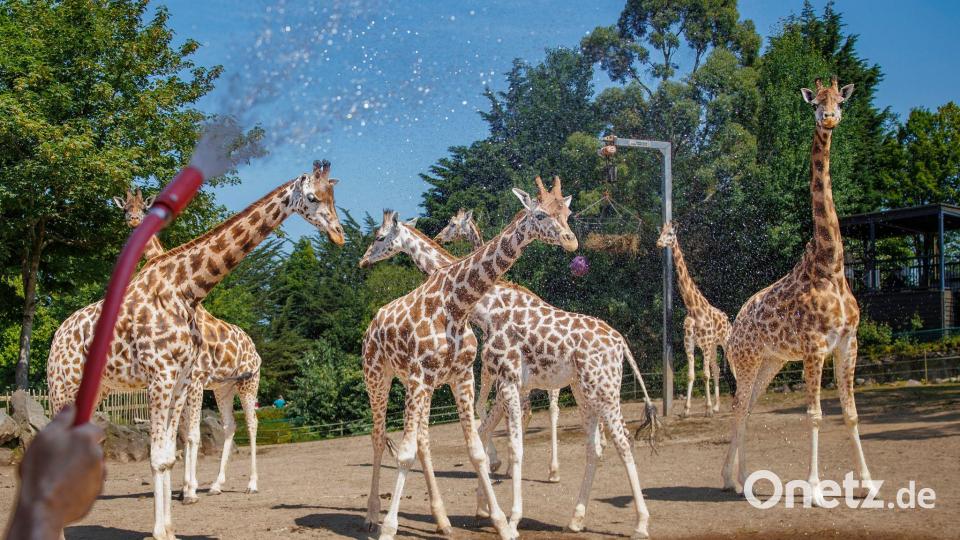Belfast Zoo: Wassernebel kühlt Giraffen bei Hitze Bild: Liam Mcburney/PA Wire/dpa