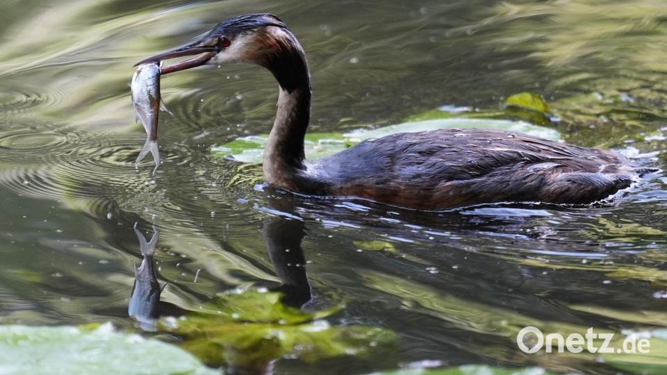 Anglerglück: Ein Haubentaucher schwimmt auf einem Kanal in Hamburg mit einem Fisch im Schnabel. Bild: Marcus Brandt/dpa
