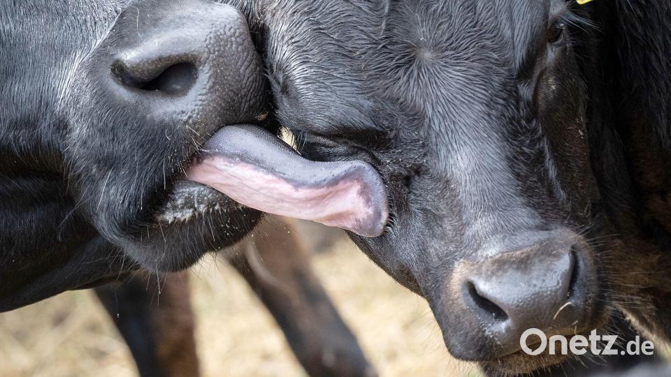 Eine Kuh leckt ihr Kälbchen nach einem Regenguss wieder trocken. Bild: Boris Roessler/dpa