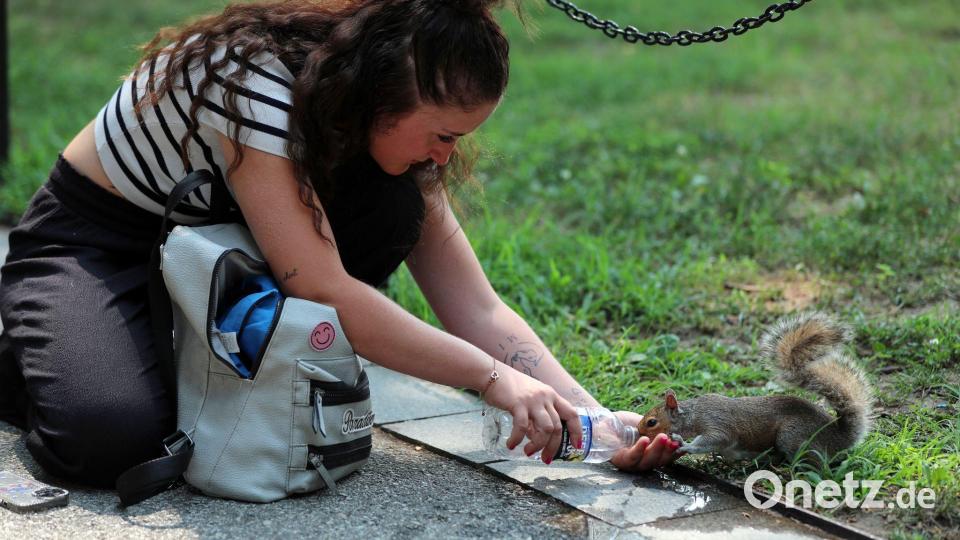 Touristin gibt Grauhörnchen auf der National Mall Wasser aus Flasche Bild: Rahmat Gul/FR172204 AP/AP/dpa