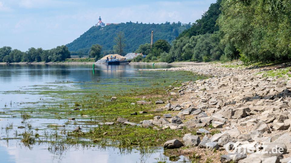 Regenmangel macht sich am Donauufer bemerkbar. Bild: Armin Weigel/dpa