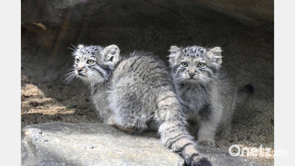 Kätzchen eines Manul, auch Pallaskatze genannt, werden in Japan zum ersten Mal seit ihrer Geburt der Presse vorgestellt. Bild: -/kyodo/dpa
