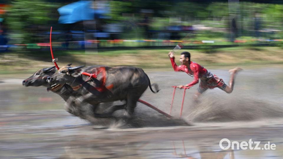 Büffelrennen in Thailand Bild: Rachen Sageamsak/XinHua/dpa