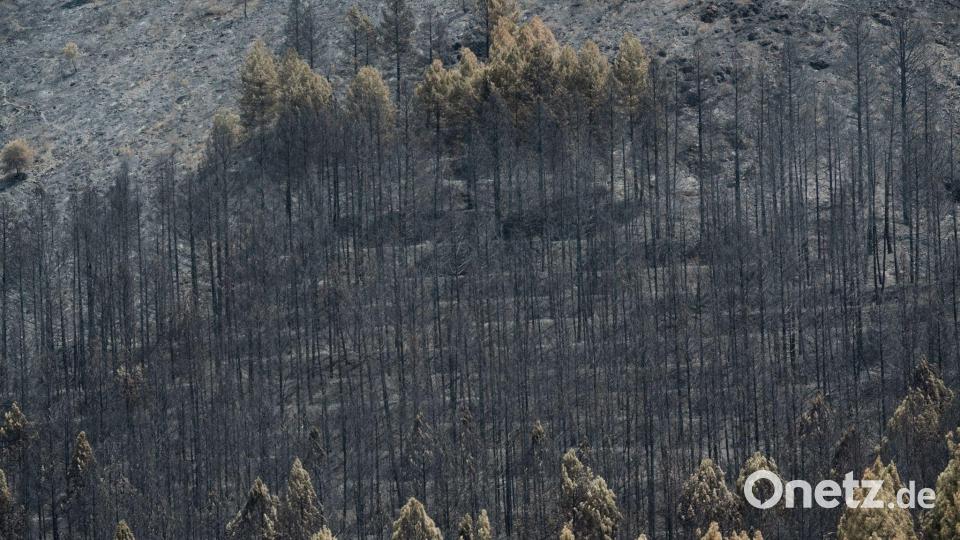 Der Klimawandel erhöht die Wahrscheinlichkeit von Waldbränden, weil Perioden mit Trockenheit und Hitze länger werden. Bild: Mateo Lanzuela/EUROPA PRESS/dpa