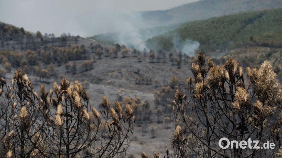 Das Feuer in der Region von Guadalajara nordöstlich von Madrid hat bereits 13.000 Hektar Wald- und Buschland vernichtet. Bild: Mateo Lanzuela/EUROPA PRESS/dpa