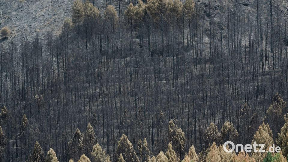 Feuerwehrleute kämpfen nahe Madrid gegen einen großen Waldbrand. Bild: Mateo Lanzuela/EUROPA PRESS/dpa