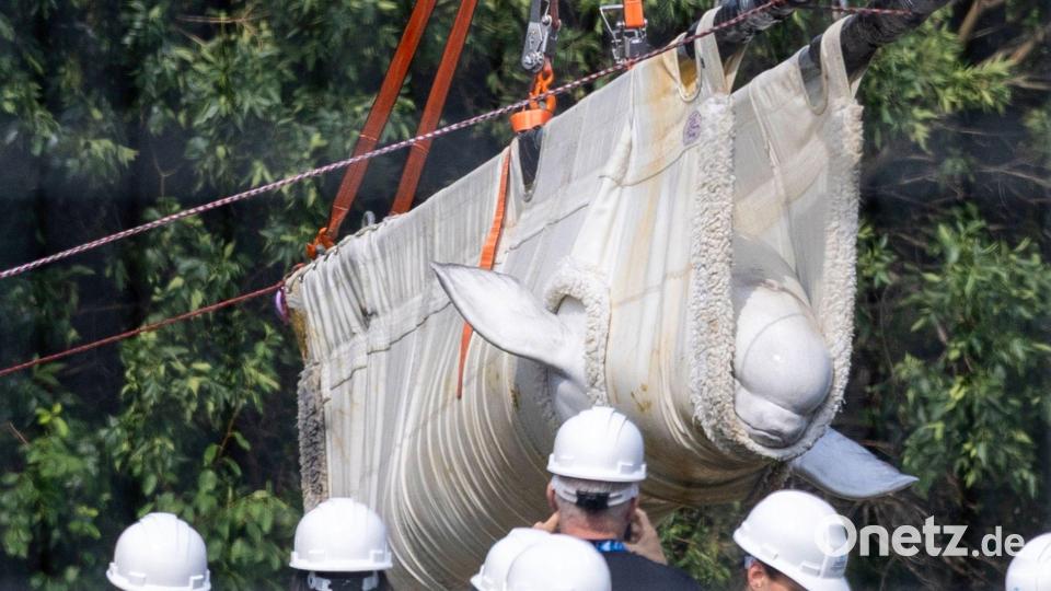 Ein Beluga auf Reisen: „Sierra“, einer von insgesamt sechs Beluga-Walen, wird  im Meeres-Themenpark Marineland in Niagara Falls auf einen Lastwagen verladen. Er soll in ein anderes Aquarium umziehen. Bild: Carlos Osorio/The Canadian Press via AP/dpa