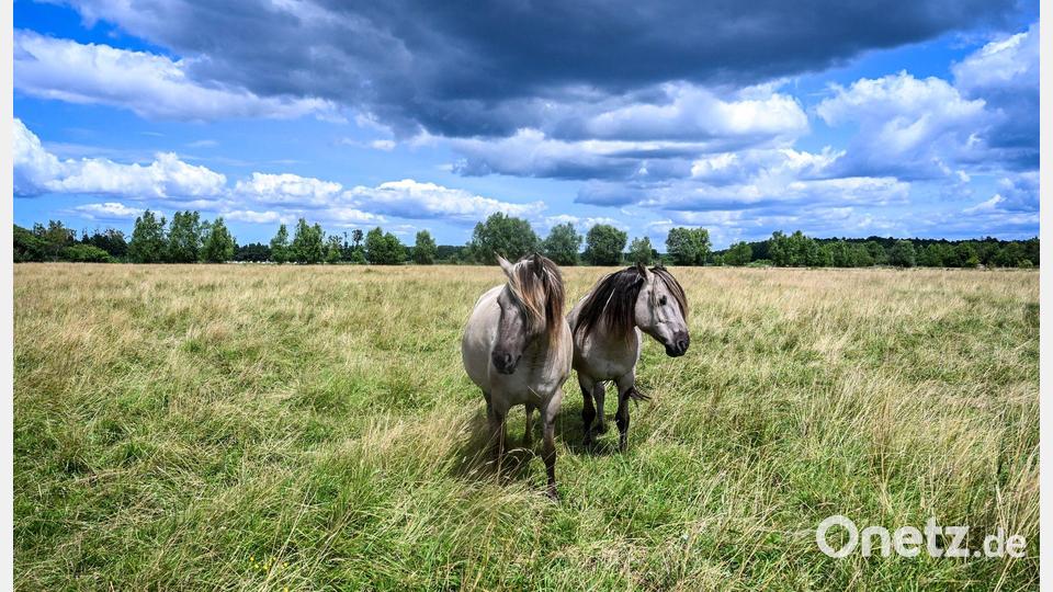 Wildpferde der „Stiftung Liebenthaler Pferdeherde“ stehen auf einer Weide in Brandenburg Bild: Jens Kalaene/dpa