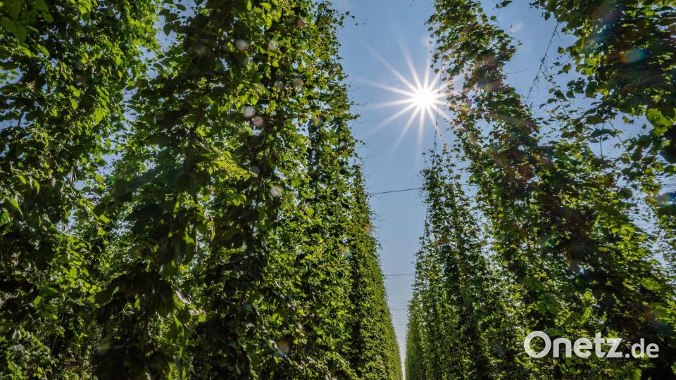 Beim Hopfen gibt es nach wie vor ein Überangebot. (Archivbild) Bild: Armin Weigel/dpa