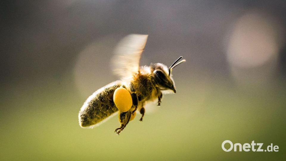Bienenstich mit Folgen - doch der Lkw-Fahrer hatte noch Glück im Unglück. (Symbolbild) Bild: Frank Rumpenhorst/dpa