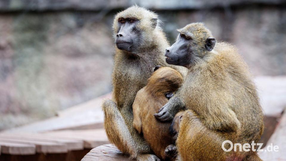 Die Anlage ist laut dem Tiergarten für 25 Paviane plus Jungtiere ausgelegt. Im Juli 2025 lebten dort mehr als 40 Affen. (Archivbild) Bild: Daniel Karmann/dpa