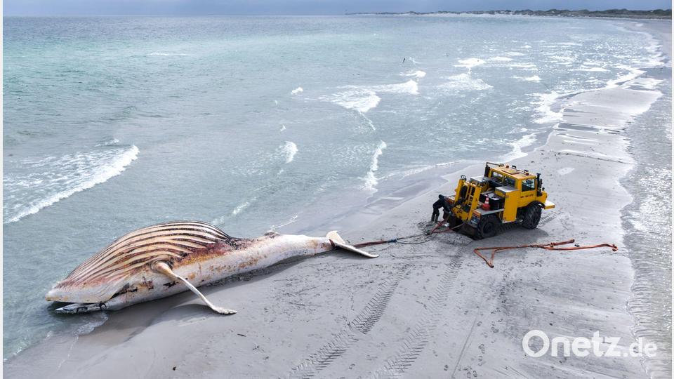 Der tote Wal wird an Land der dänischen Insel Anholt gezogen. Bild: Marcus Golejewski/dpa