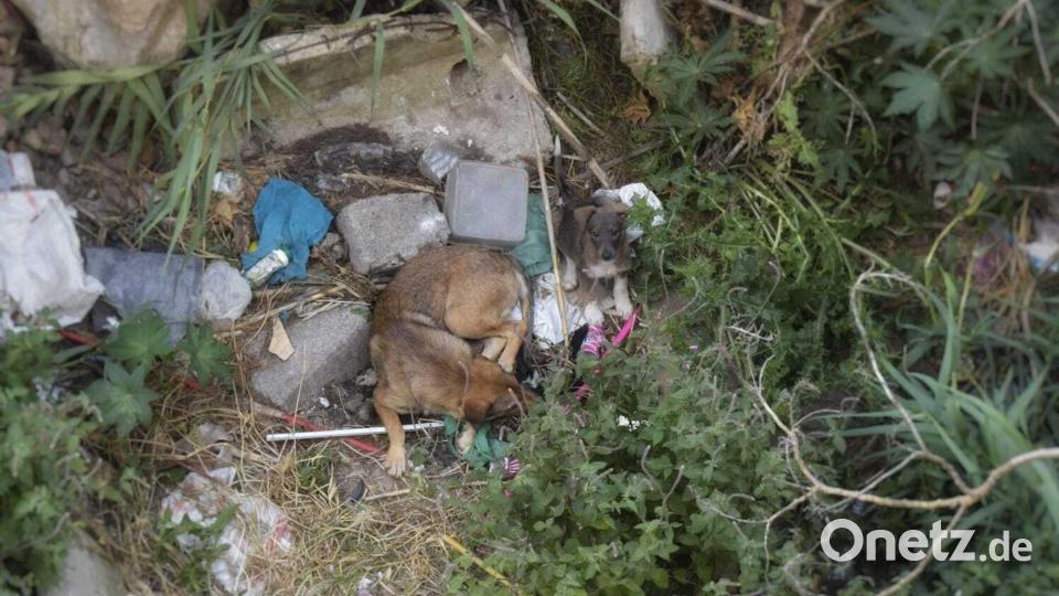 Aus vielen Städten Marokkos sind die Straßenhunde nicht mehr wegzudenken. Bild: Amine Regragui/dpa