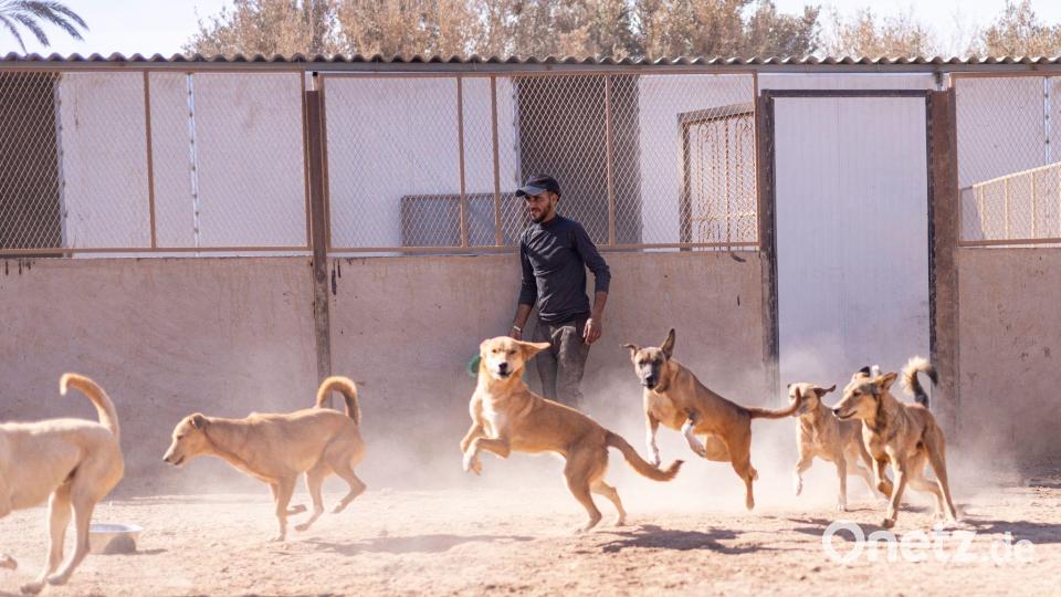Teils kommen Hunde in Heimen unter - andere bleiben auf der Straße. Bild: SARA Morocco/dpa