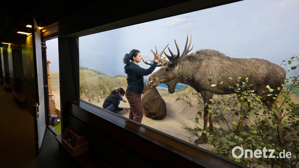 Mit Pinsel und Präzision: Präparatorinnen reinigen Elche im Senckenberg-Museum Bild: Boris Roessler/dpa