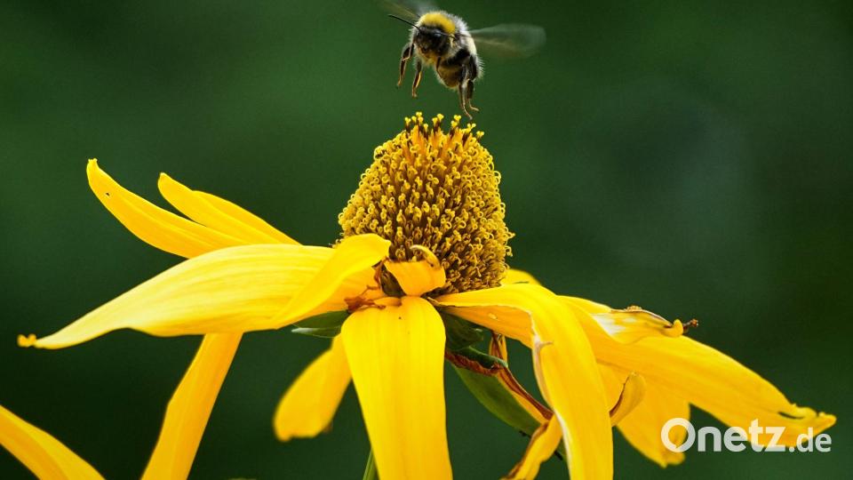 Eine Hummel fliegt auf eine Blume in einem Garten außerhalb von St. Petersburg. Bild: Dmitri Lovetsky/AP/dpa