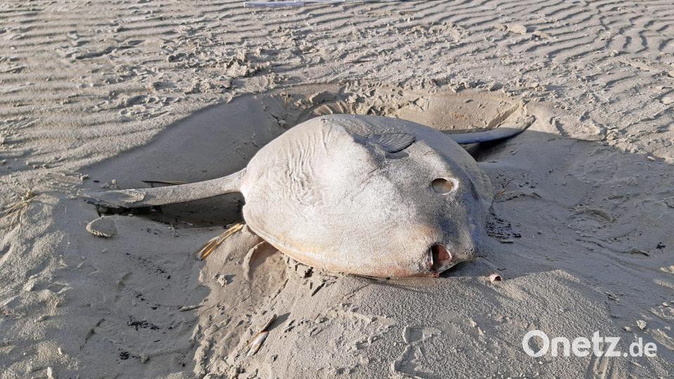 Mondfische stranden gelegentlich auch an der Nordseeküste. (Archivbild) Bild: Markus Großewinkelmann/Nationalparkverwaltung/dpa
