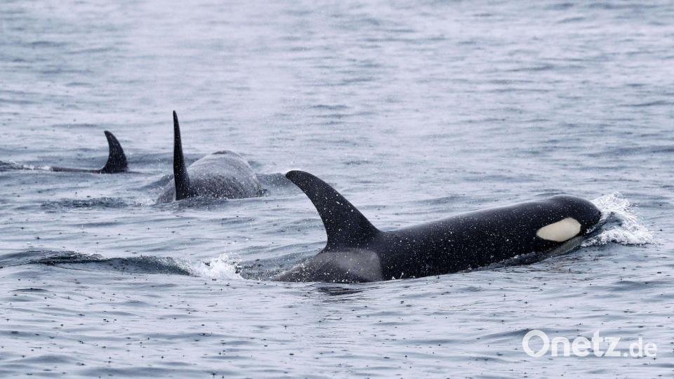 Orcas sind sehr soziale Tiere und jagen oft gemeinsam. (Archivbild) Bild: -/Kyodo/dpa