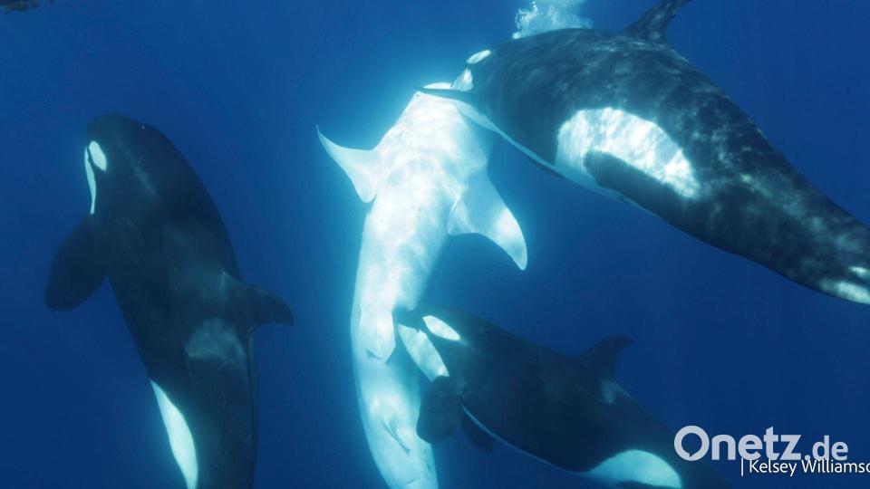 Orcas kooperieren bei der Jagd häufig. Hier tötet eine Gruppe einen Hai. Bild: Kelsey Williamson/-/dpa
