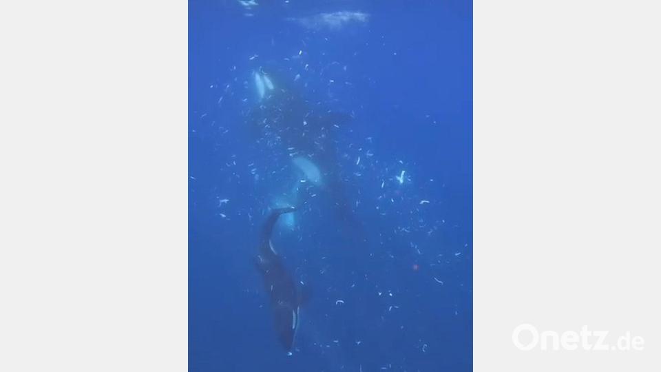 Zwei Orcas nach dem Zerfetzen eines Mondfisches (Screenshot aus dem Video) Bild: Kathryn Ayres/beneaththewaves.org/dpa