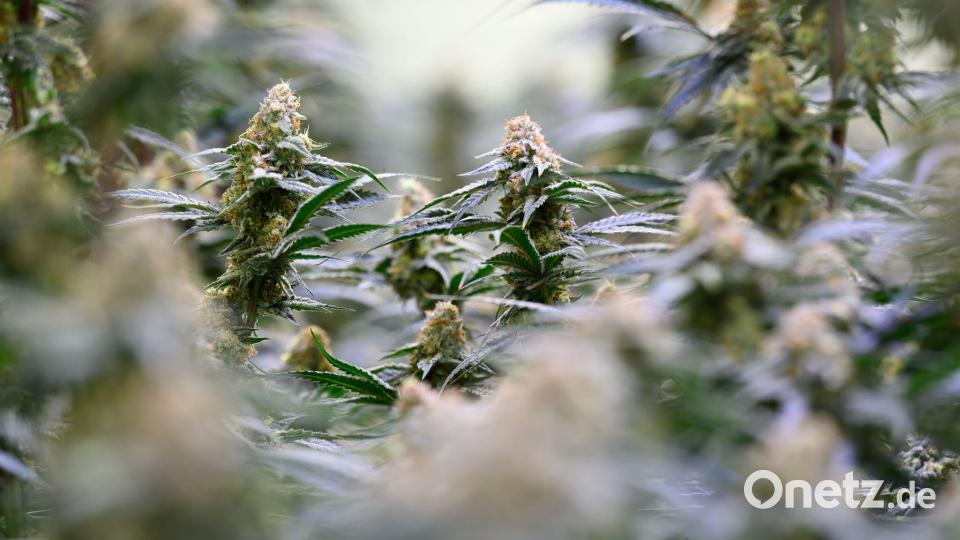 Mittlerweile hat das Bundeskabinett strengere gesetzliche Regeln für den Zugang zu medizinischem Cannabis auf den Weg gebracht. (Archivbild) Bild: Hendrik Schmidt/dpa