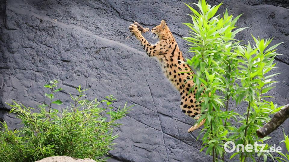 Junger Serval trainiert Jagdverhalten in Hagenbecks Tierpark Bild: Christian Charisius/dpa