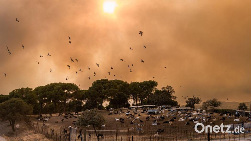 Vögel fliegen durch dichte Rauchwolken über eine Ziegenherde während eines Waldbrandes bei Madrid in Spanien. Bild: Carlos Luján/EUROPA PRESS/dpa