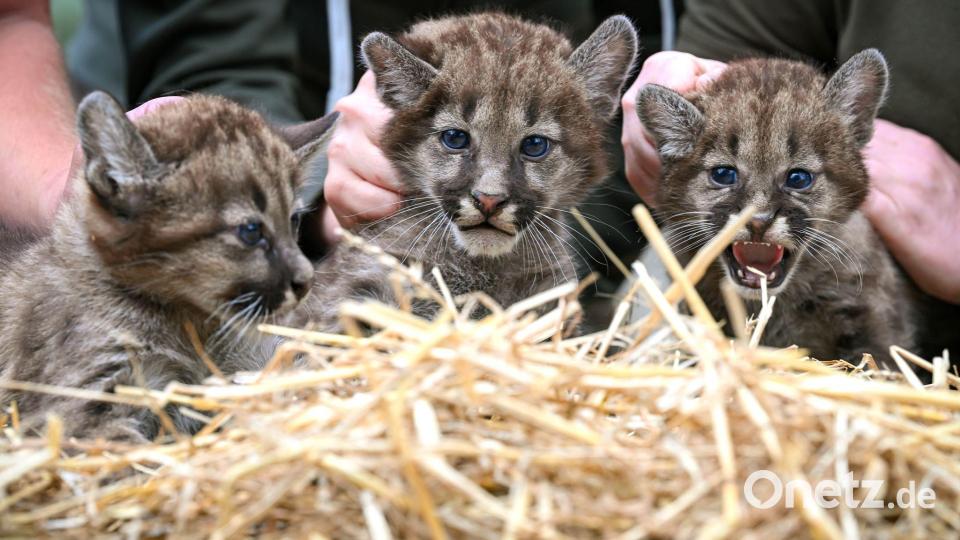 Puma-Nachwuchs im Tierpark Ströhen: Zwei Kater und ein Weibchen Bild: Sina Schuldt/dpa