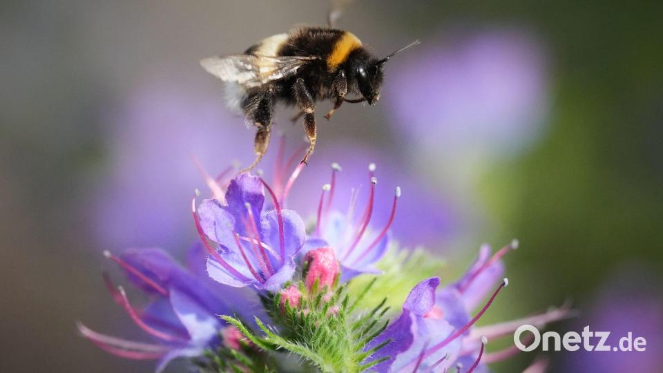 Eine Hummel fliegt an einem sonnigen Tag in einem Park in Tallinn über einer Blüte. Bild: Sergei Grits/AP/dpa