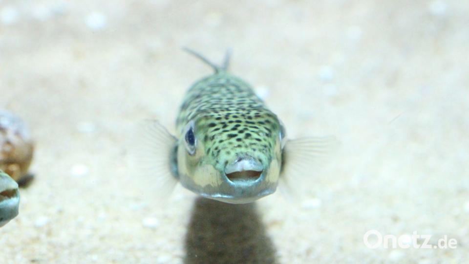 Ein Hasenkopf-Kugelfisch (Lagocephalus sceleratus), undatierte Aufnahme Bild: -/Gerasimos Kondylatos/dpa