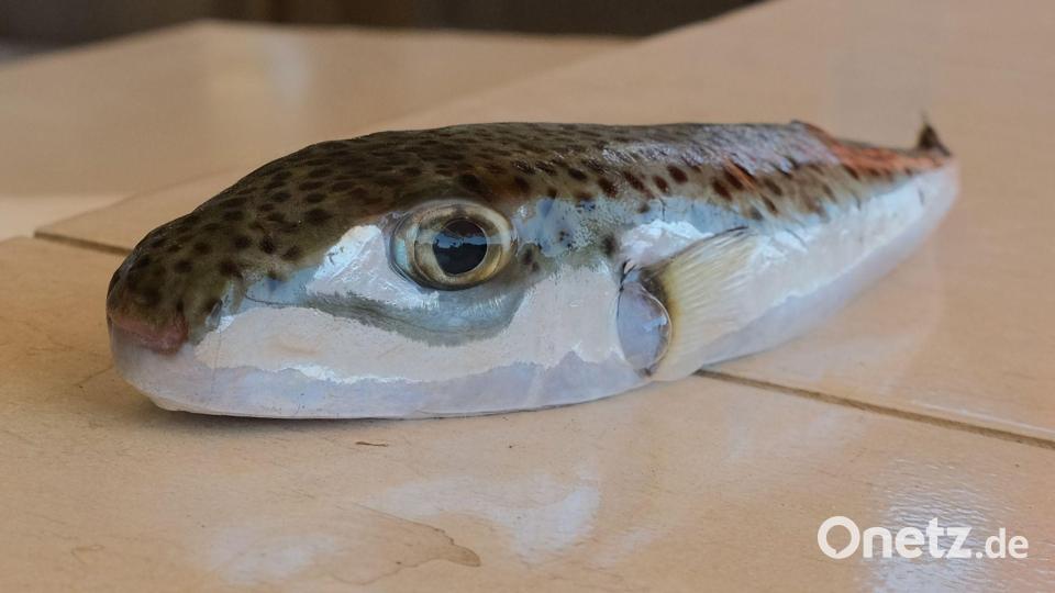 Ein Hasenkopf-Kugelfisch liegt auf einem Tisch. Bild: Anne Pollmann/dpa
