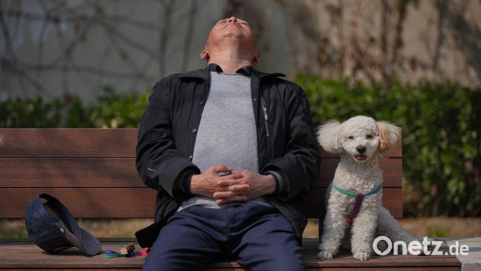 Haustiere werden in China immer beliebter, während die Geburtenrate auf einem Rekordtief steht. (Symbolbild) Bild: Andy Wong/AP/dpa