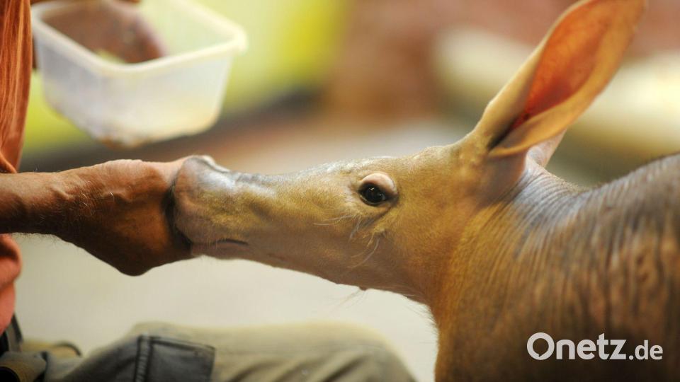 Ein Erdferkel wird von Tierpfleger Jozef Sebín mit Köstlichkeiten aus der Insektenküche verwöhnt. Bild: Michael Heitmann/dpa