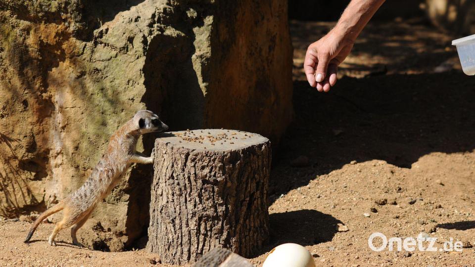 Der Tierpark in der tschechischen Hauptstadt zählt zu den meistbesuchten Sehenswürdigkeiten des Landes. Bild: Michael Heitmann/dpa