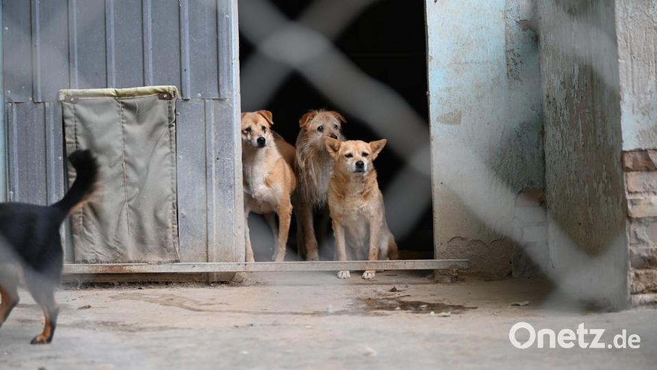Aktivisten fordern schon länger ein landesweites Tierschutzgesetz für China. (Symbolbild) Bild: Johannes Neudecker/dpa