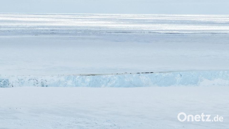 Kaiserpinguine sammeln sich am oberen Rand einer „Klippe” des Eisbergs, während sie versuchen, mit Nahrung zur Kolonie zurückzukehren. Bild: ---/Myeongho Seo/dpa