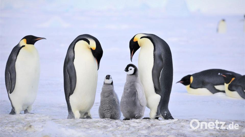 Kaiserpinguine mit Küken. Bild: Myeongho Seo,mydada88@gmail.com/dpa