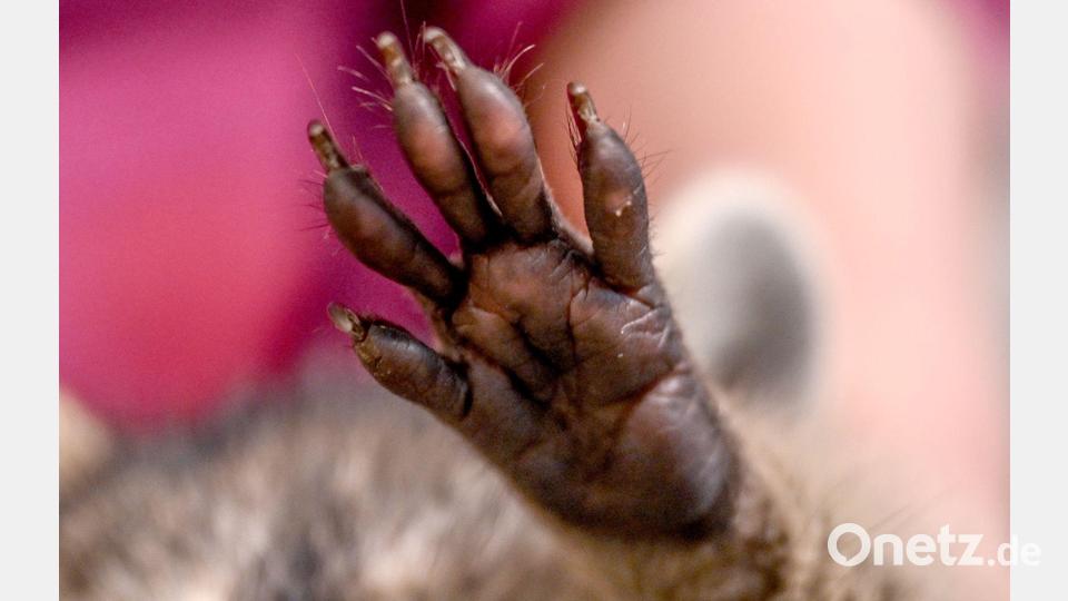 Sein Anblick irritiert - und entzückt: Ein etwas deformierter Waschbär erobert nicht nur die Herzen der Anwohner, durch deren Gärten er streunert. (Symbolbild) Bild: Britta Pedersen/dpa