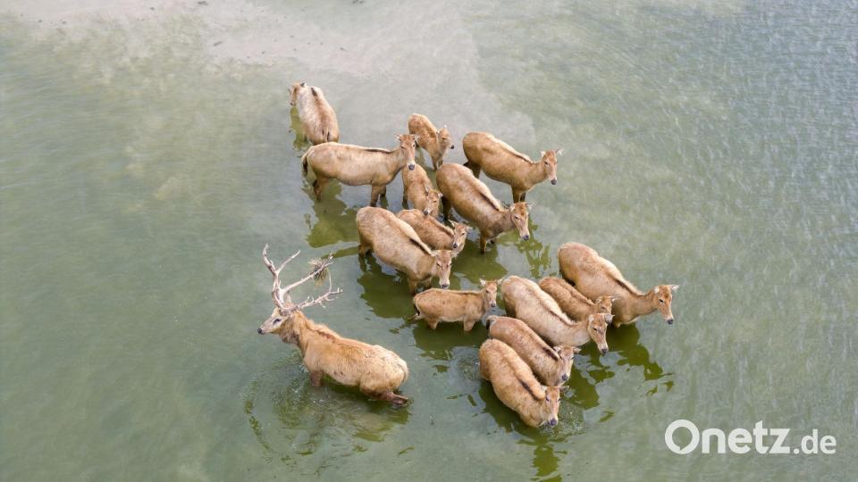 Vom Aussterben bedrohte Milu-Hirsche in chinesischem Naturreservat Bild: Yang Suping/XinHua/dpa