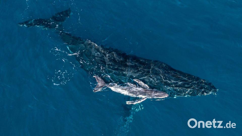 Forscher bezeichneten die Bilder der Geburt als „magischen Moment“. Bild: Alexander Forrest/Organisation for the Rescue and Research of Cetaceans in Australia (ORRCA)/dpa