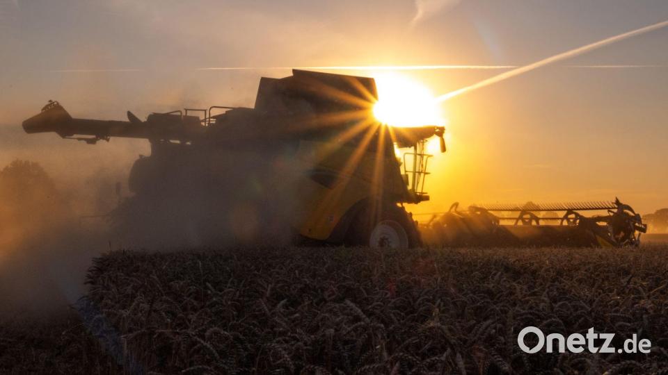 Ein Mähdrescher zieht bei Sonnenuntergang auf einem Feld bei Langenlipsdort seine Bahnen und drischt Getreide. Bild: Georg-Friedrich Moritz/dpa