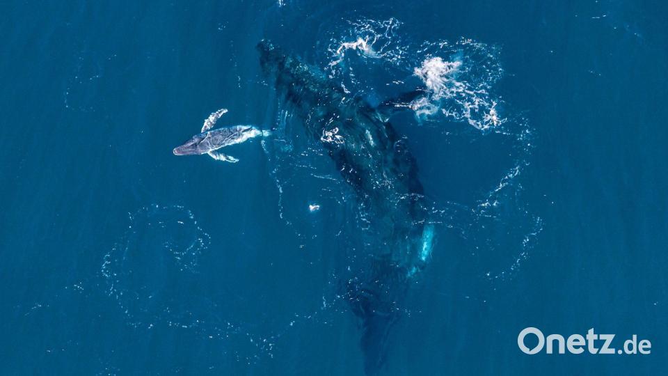 Experten halten die Drohnen-Aufnahmen für eine Weltpremiere. Bild: Alexander Forrest/Organisation for the Rescue and Research of Cetaceans in Australia (ORRCA)/dpa