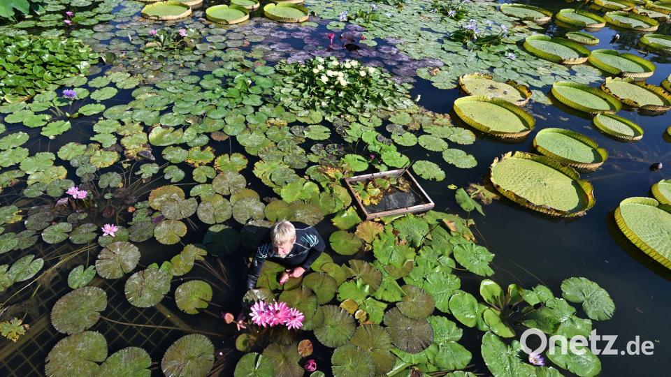 Aufräumen im Seerosenteich Bild: Bernd Weißbrod/dpa