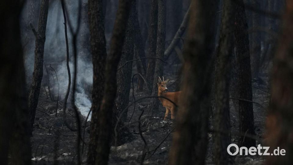 Waldbrände in Frankreich: Reh läuft durch verkohlten Wald Bild: Baz Ratner/AP/dpa