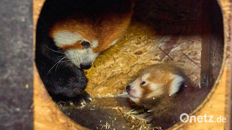 Mama Kamala betreue ihren Nachwuchs liebevoll und zeige sich sehr fürsorglich. (Handout) Bild: Tiergarten Kleve/dpa